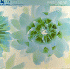 Aromabar Sparkling Beauty 12''