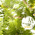 ...mehr Infos zu Soul_Monkey