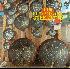 ...mehr Infos zu Flambeaux_Steelband