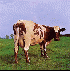 Pink Floyd - Atom Heart Mother EP